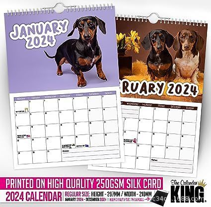 2024 Cheeky Sausage Dog Calendar Funny